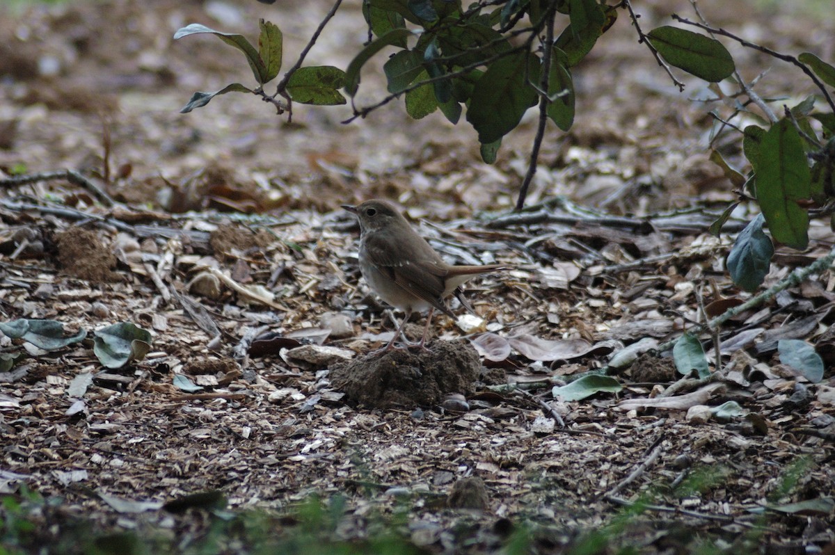 Hermit Thrush - ML631187728
