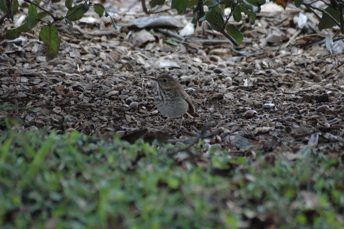 Hermit Thrush - ML631187729