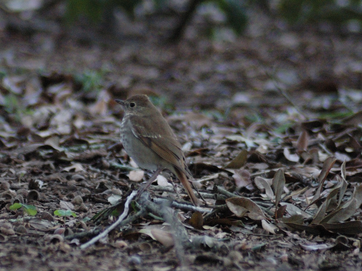 Hermit Thrush - ML631187755