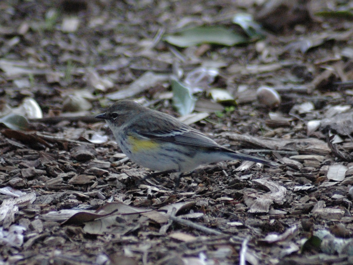Yellow-rumped Warbler - ML631187818