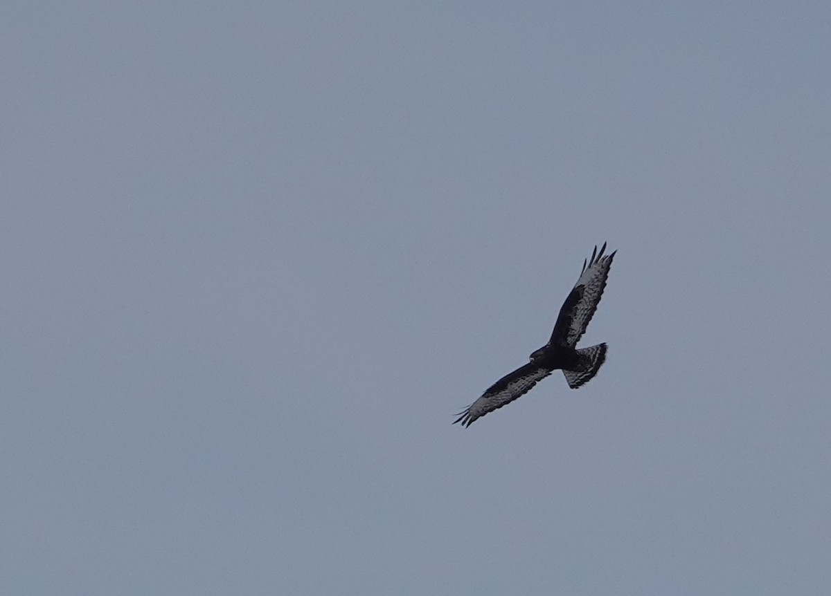 Зимняк - ML631188194