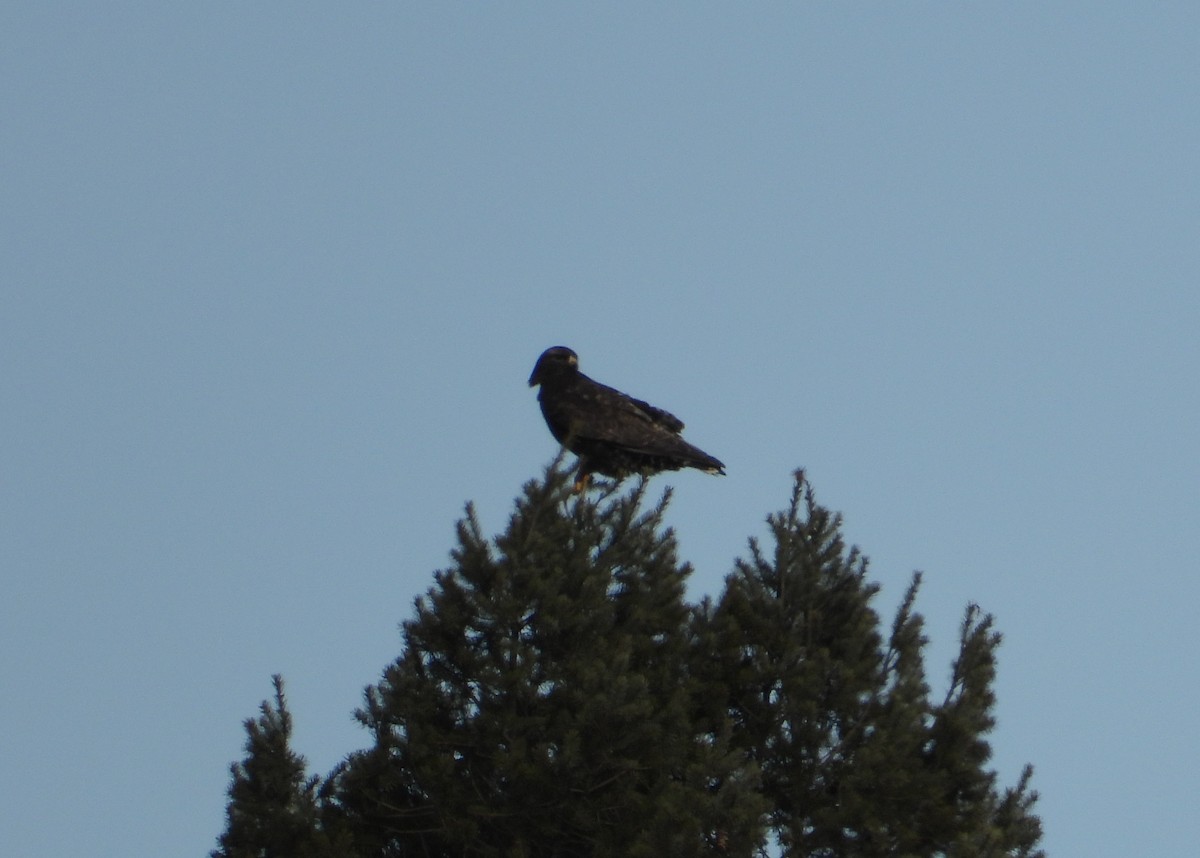 Зимняк - ML631188252