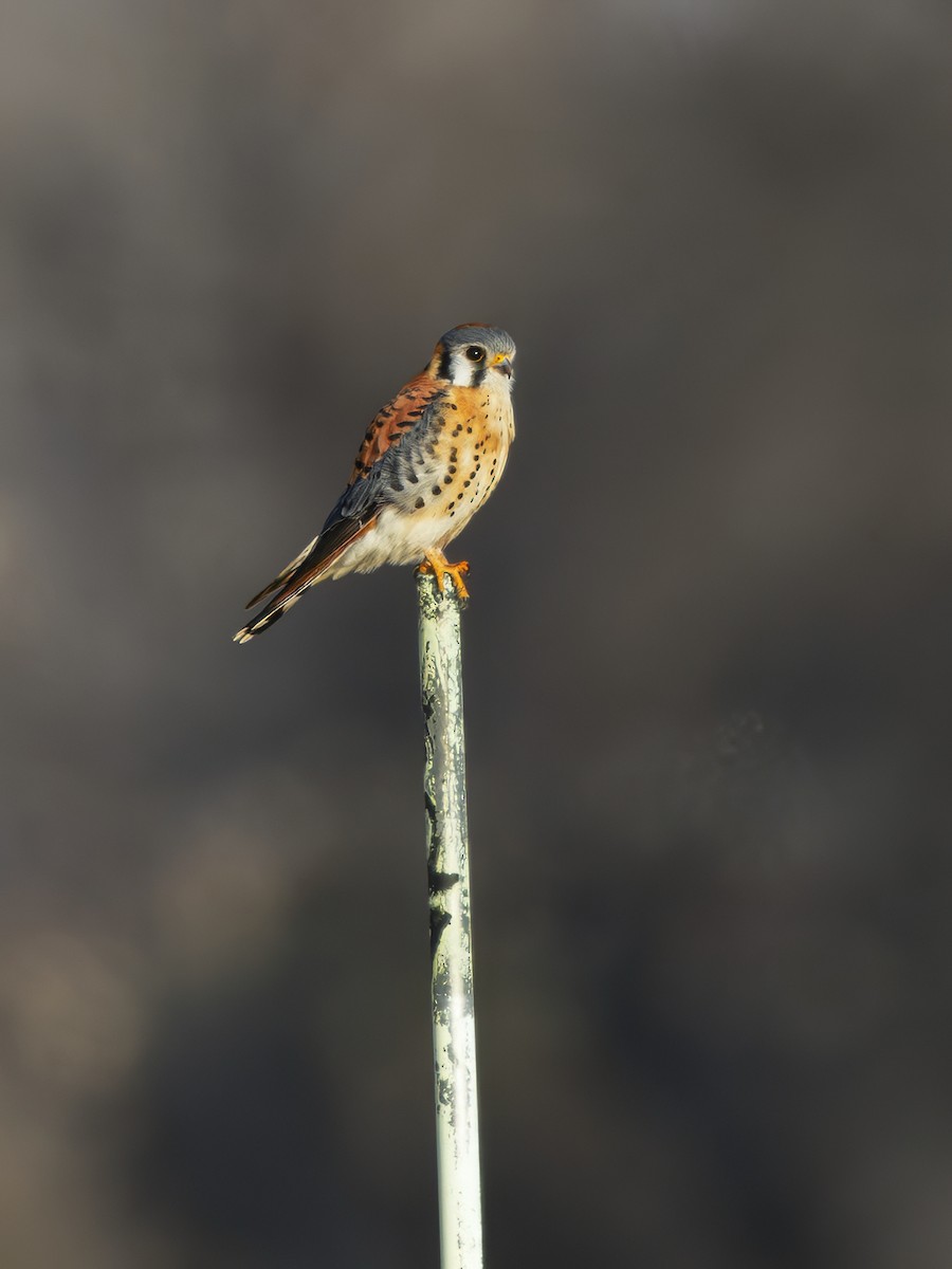 American Kestrel - ML631188256