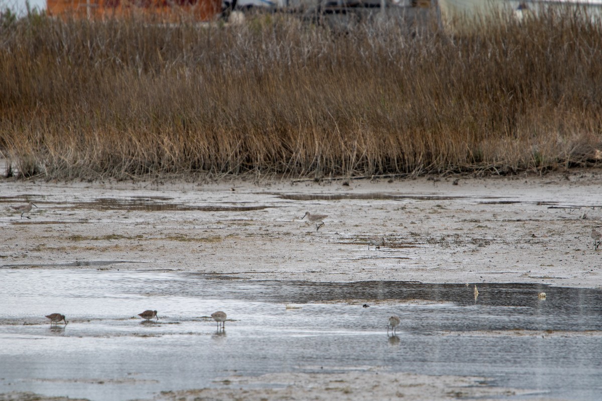 Short-billed Dowitcher - ML631188415