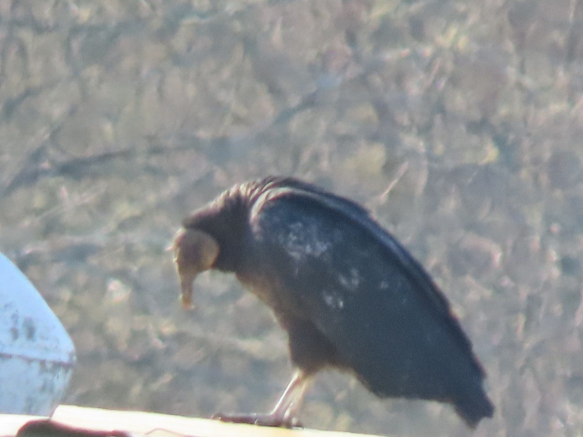 Black Vulture - ML631188484
