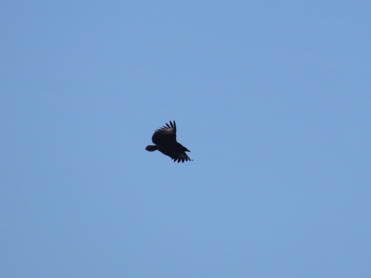 Black Vulture - ML631188485