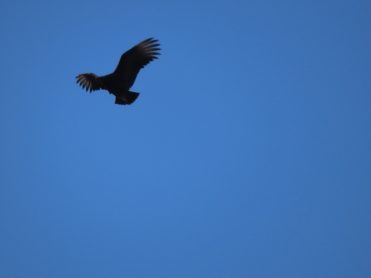 Black Vulture - ML631188486