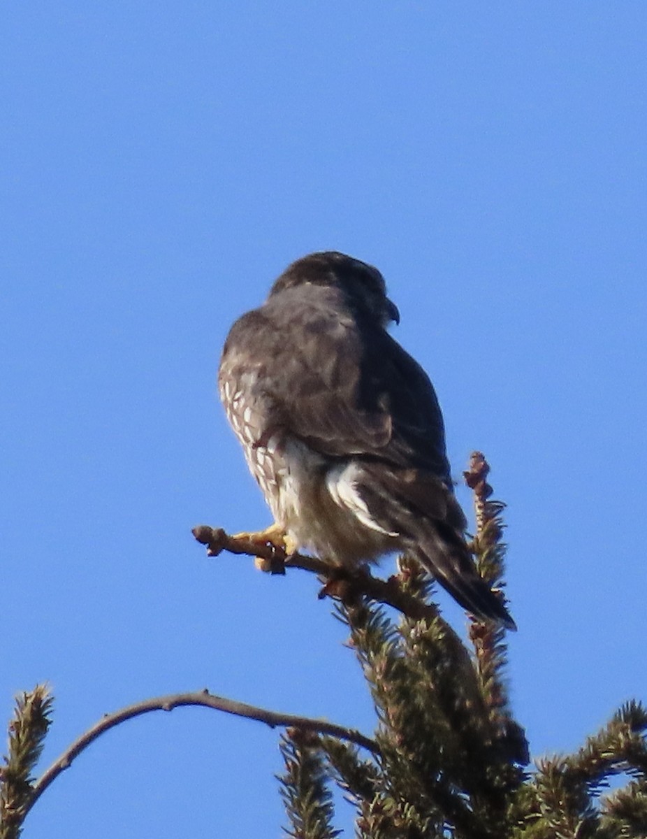 Merlin (Taiga) - ML631188561