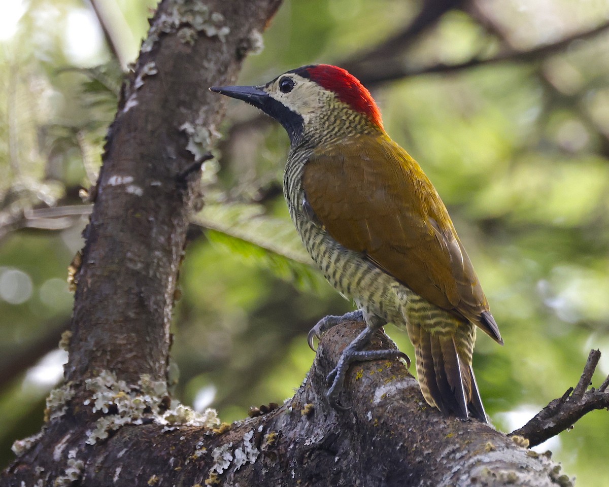 Golden-olive Woodpecker (rubripileus) - ML631188688