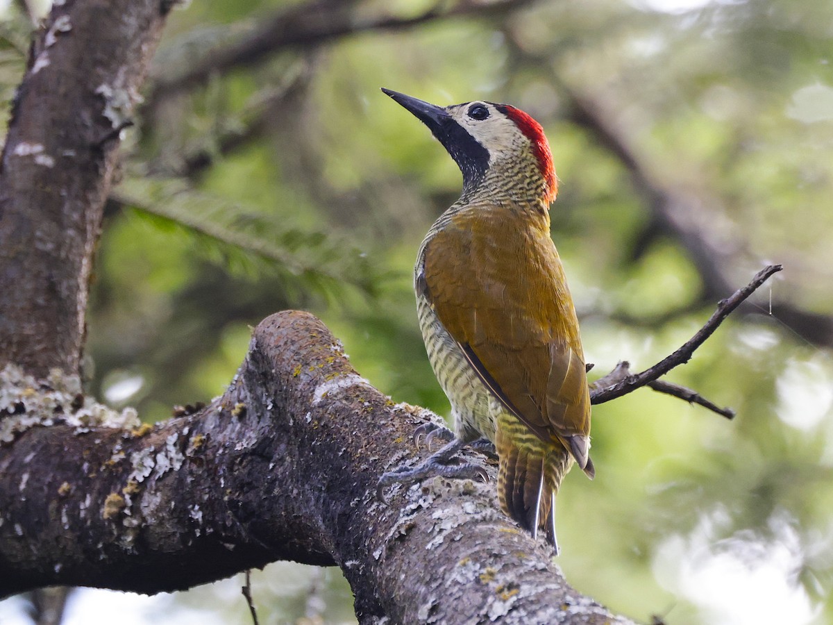 Golden-olive Woodpecker (rubripileus) - ML631188689