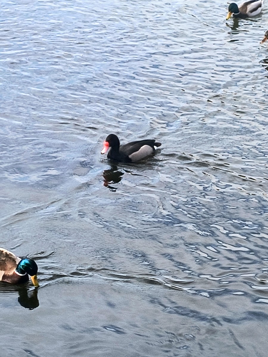 Rosy-billed Pochard - ML631188958