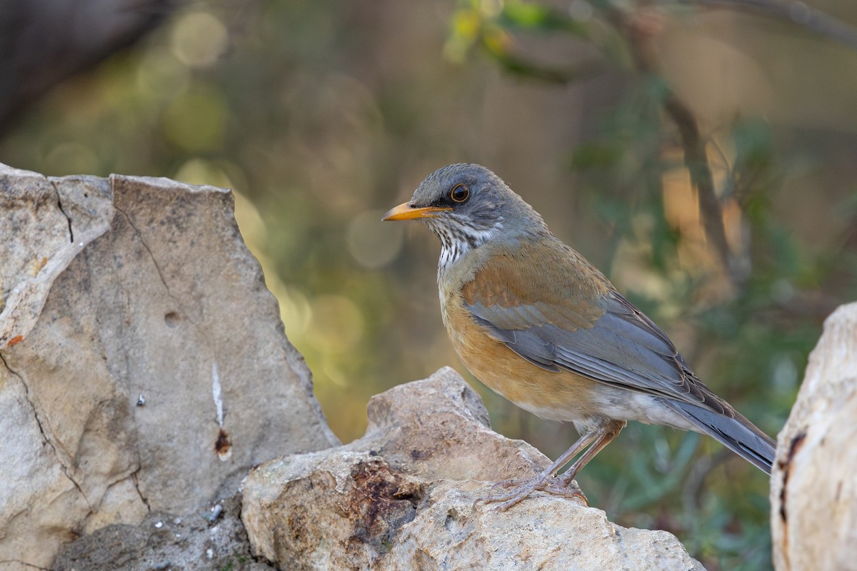Rufous-backed Robin - ML631188995