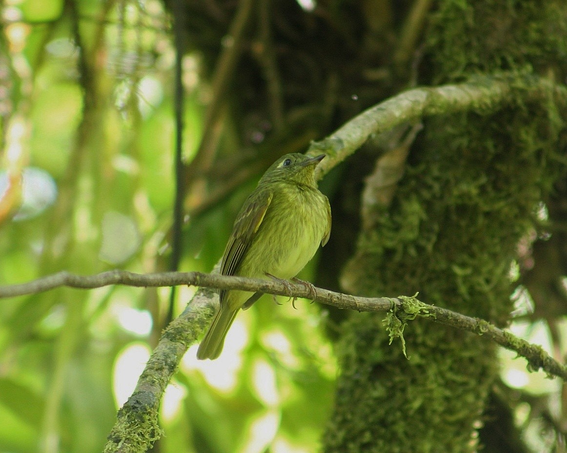 Olive-streaked Flycatcher - ML631189417