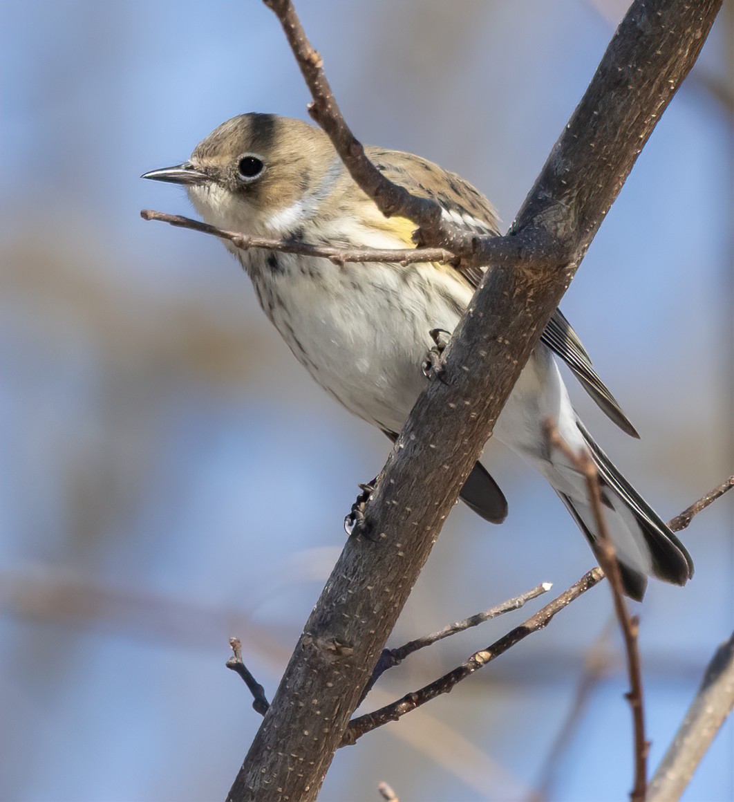 Yellow-rumped Warbler (Myrtle) - ML631190137