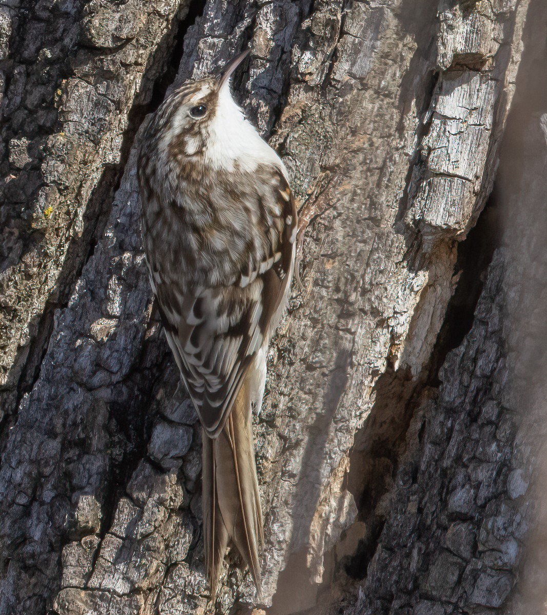 Brown Creeper - ML631190147