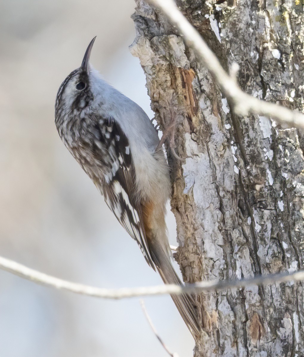 Brown Creeper - ML631190154