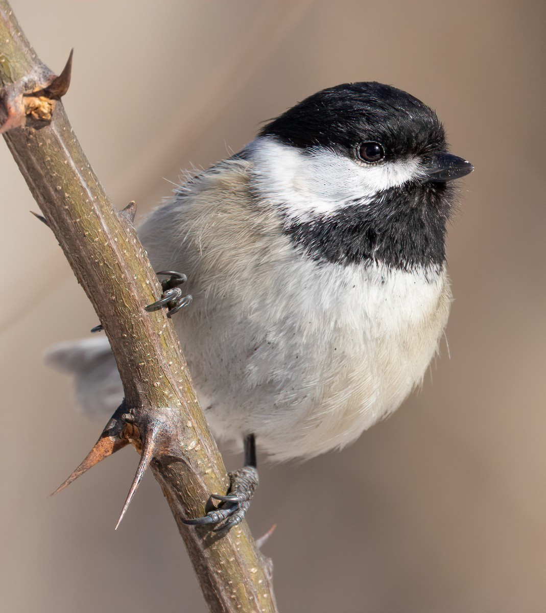 Black-capped Chickadee - ML631190232