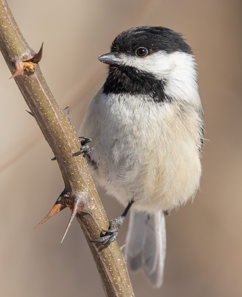Black-capped Chickadee - ML631190238