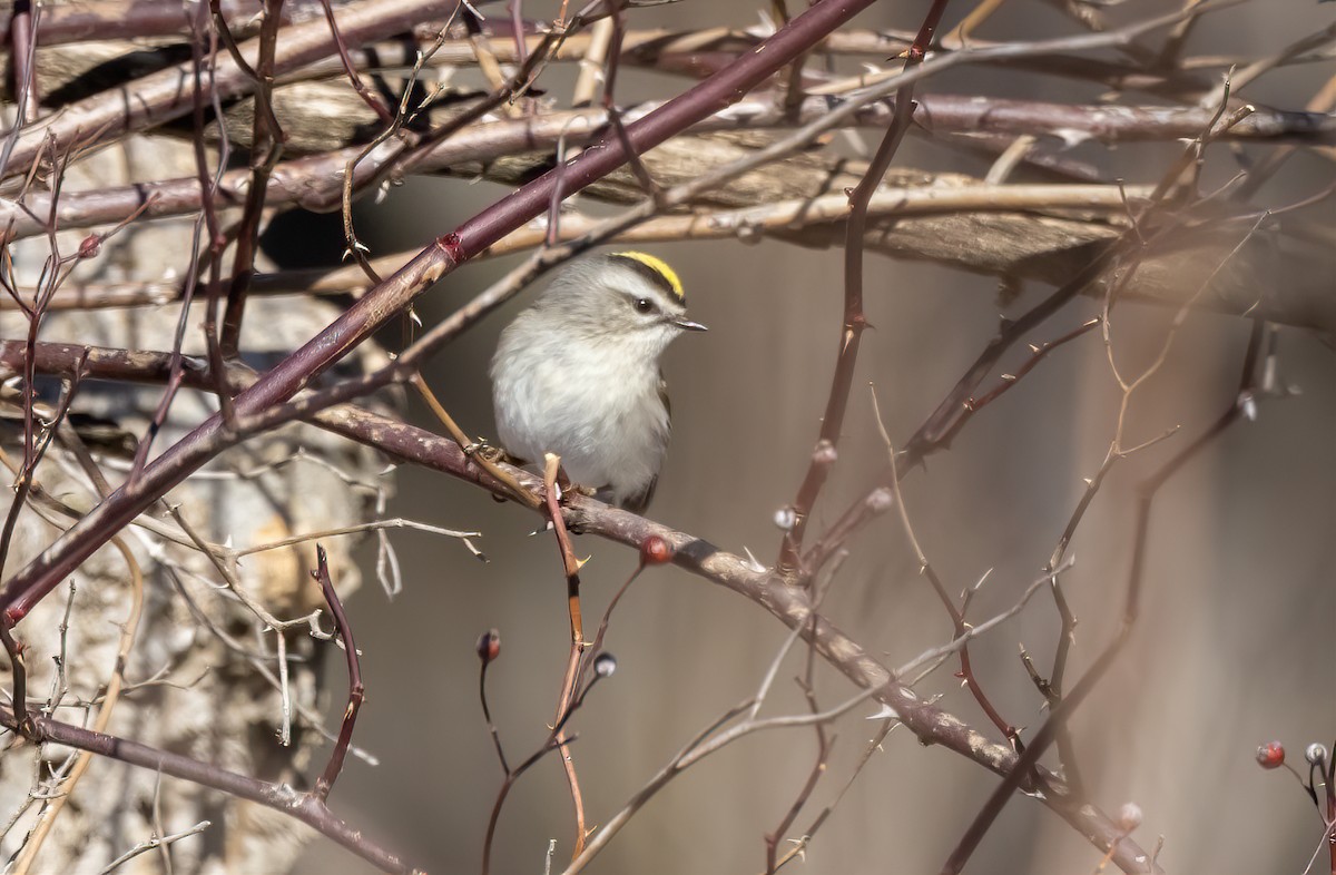 Golden-crowned Kinglet - ML631190253