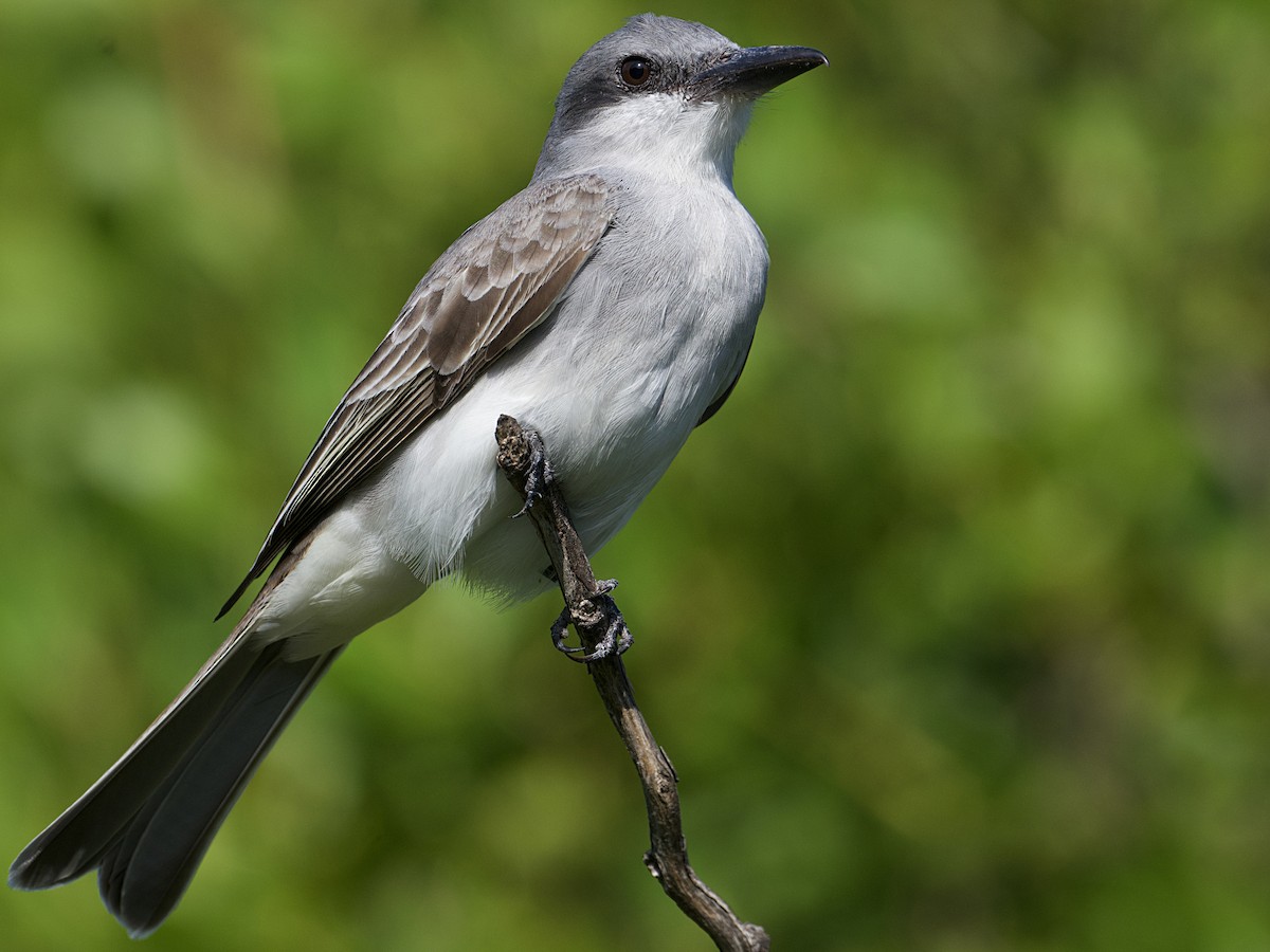 Gray Kingbird - Michael Tromp