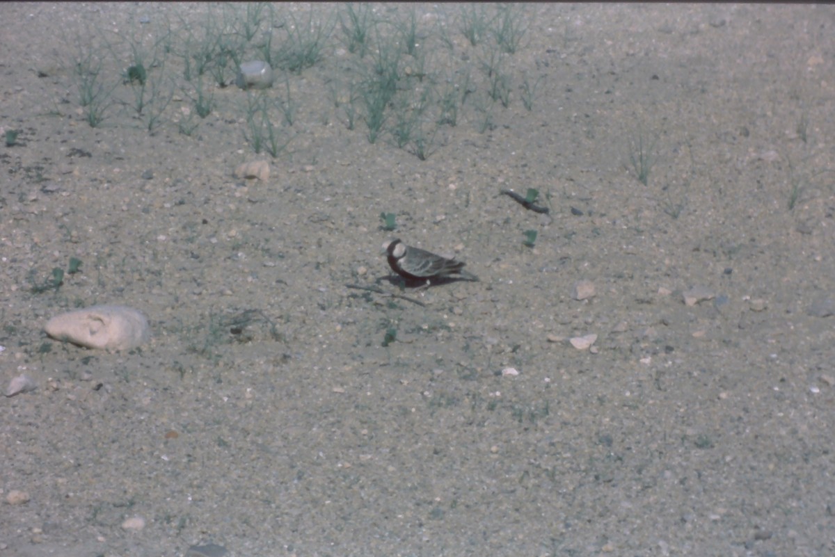Ashy-crowned Sparrow-Lark - ML631190410