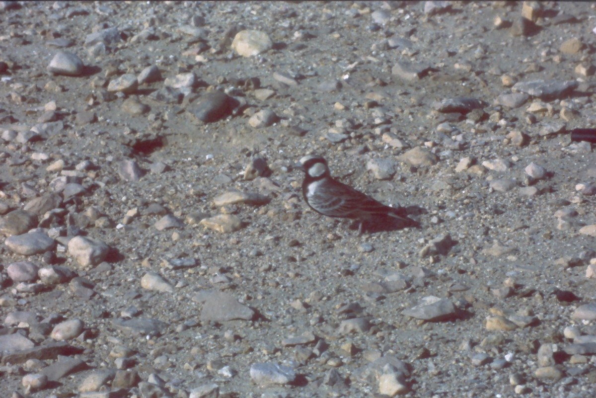 Ashy-crowned Sparrow-Lark - ML631190411