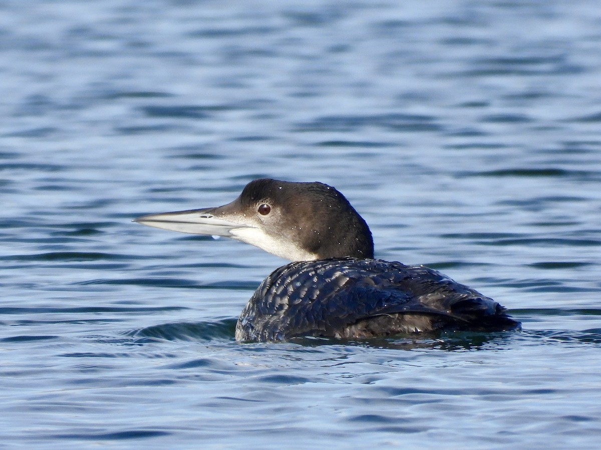 Common Loon - ML631190447