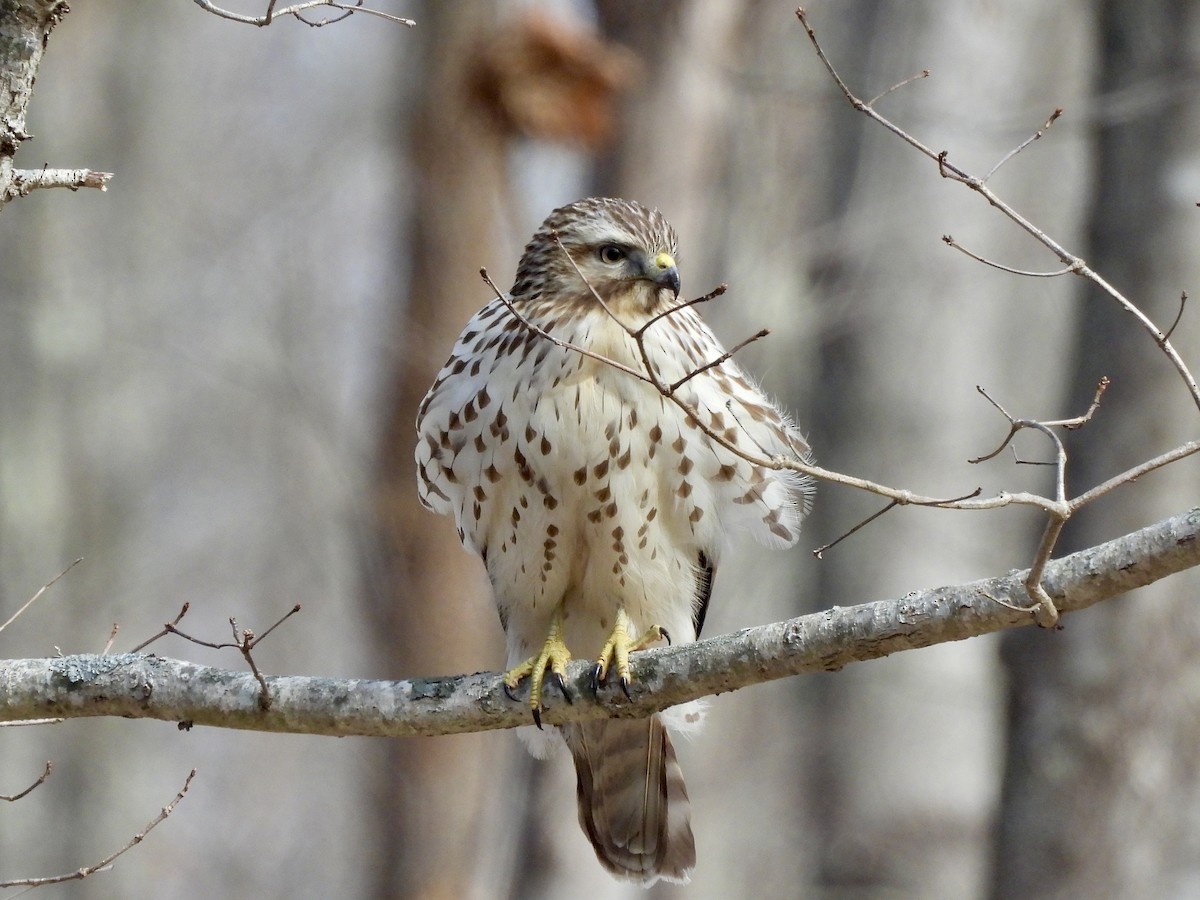 Red-shouldered Hawk (lineatus Group) - ML631190464