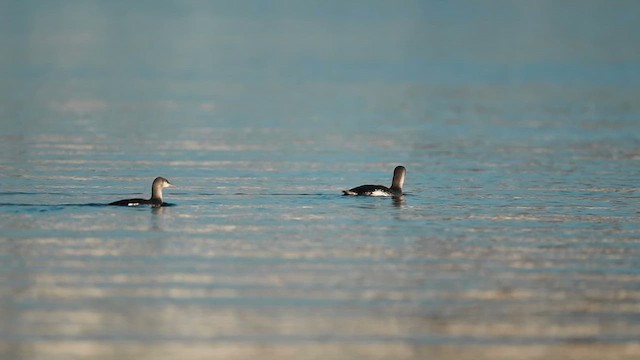 Plongeon catmarin - ML631190489