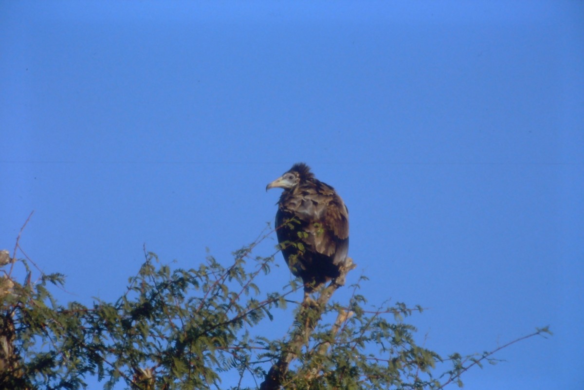 Egyptian Vulture - ML631190532