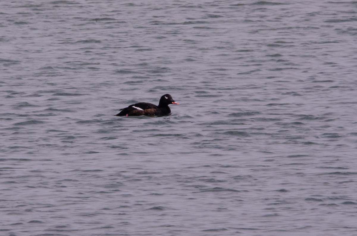 White-winged Scoter - ML631190582