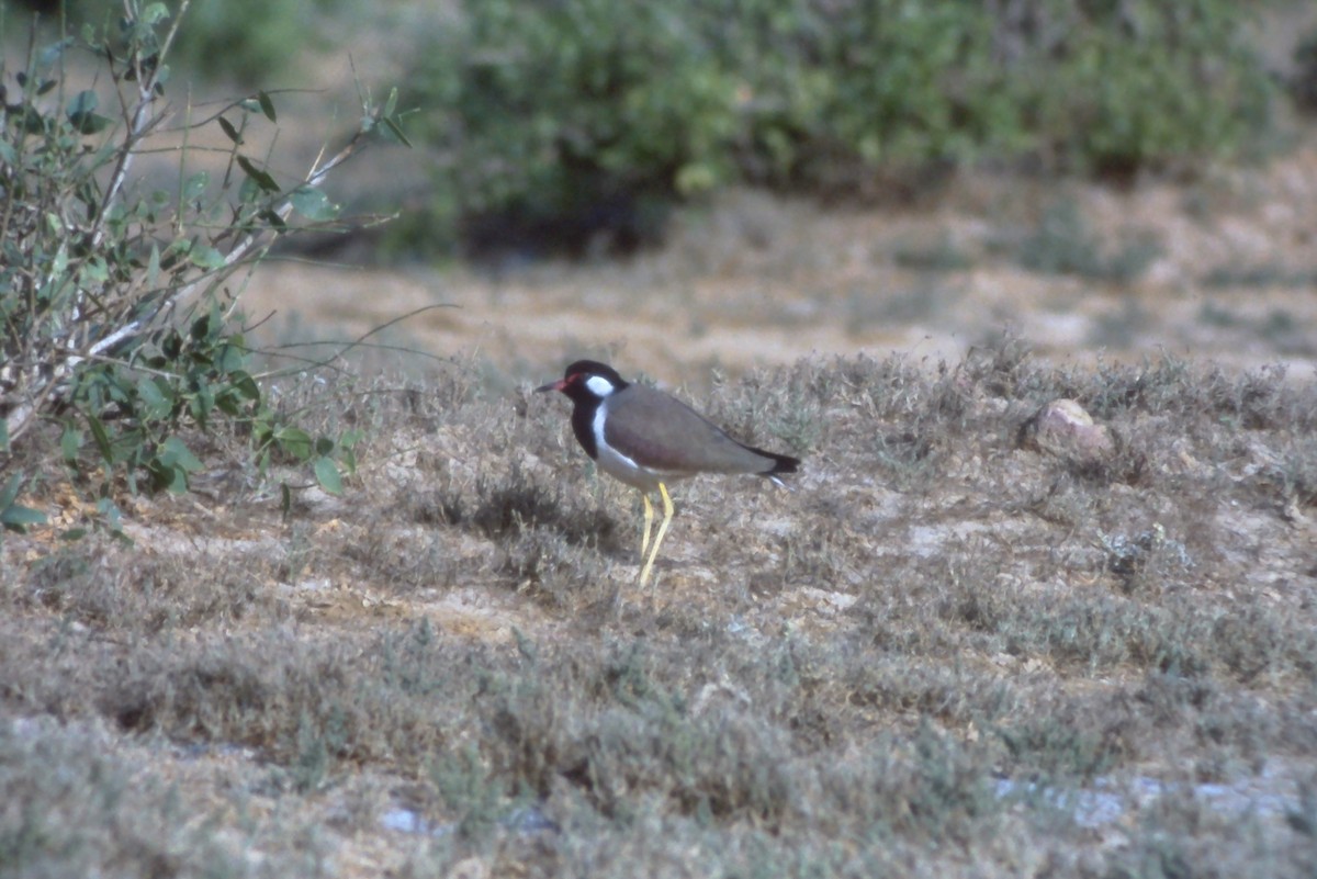 Red-wattled Lapwing - ML631190585