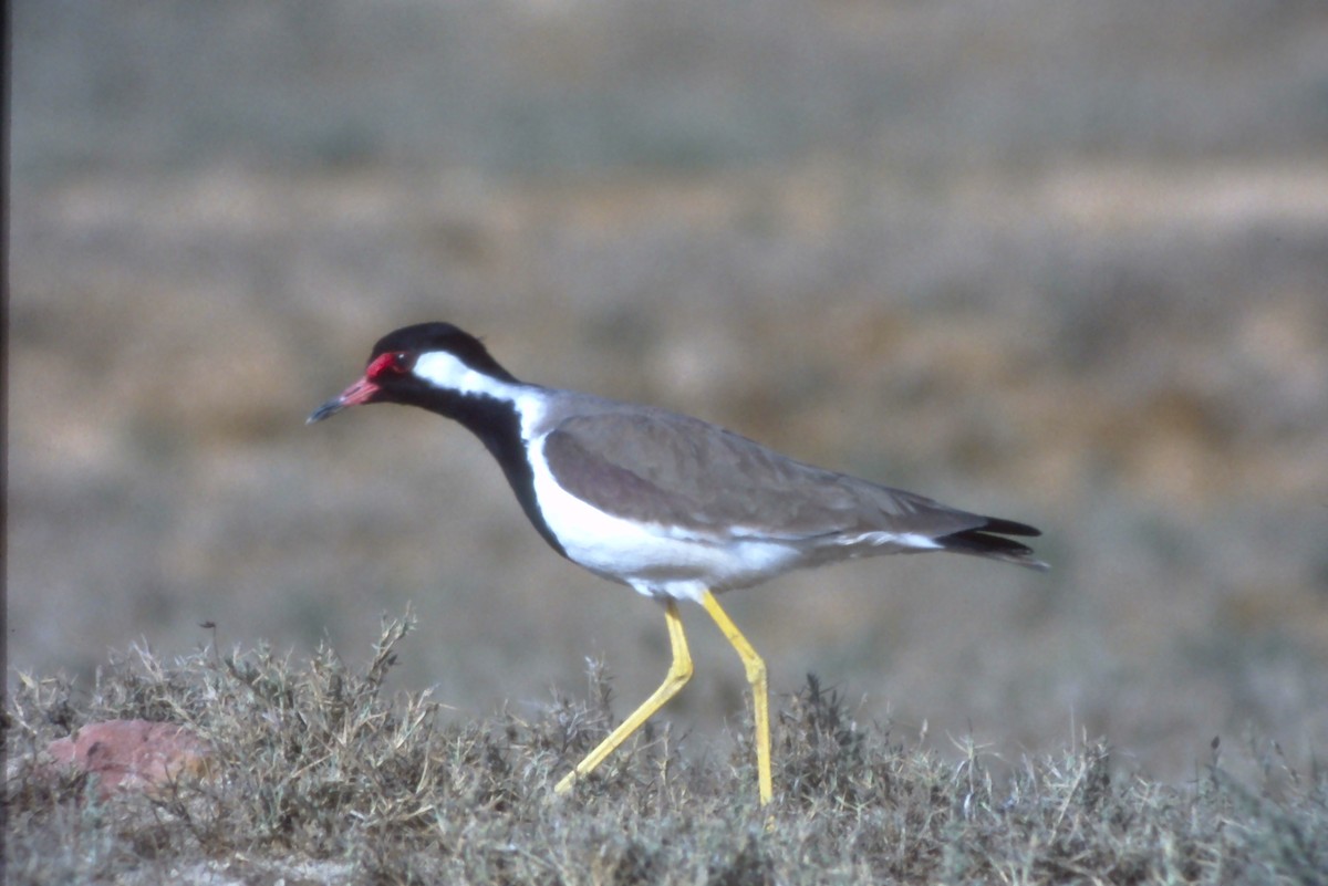 Red-wattled Lapwing - ML631190586