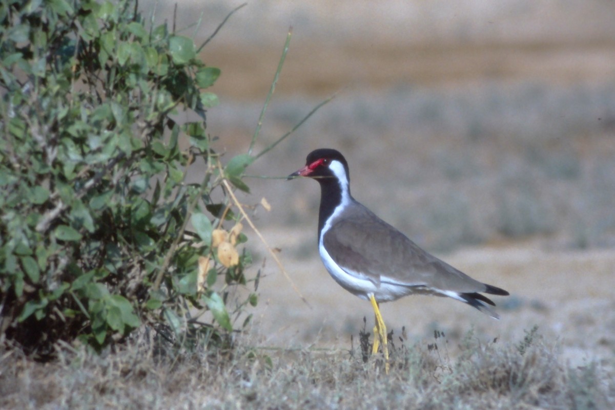 Red-wattled Lapwing - ML631190587