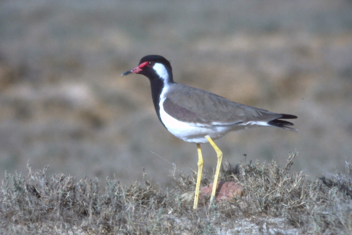 Red-wattled Lapwing - ML631190588