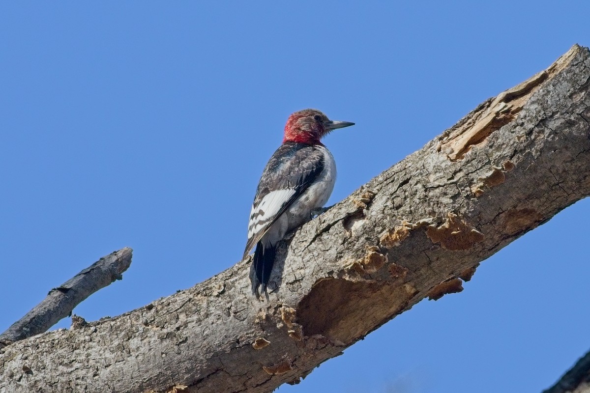 Red-headed Woodpecker - ML631190612