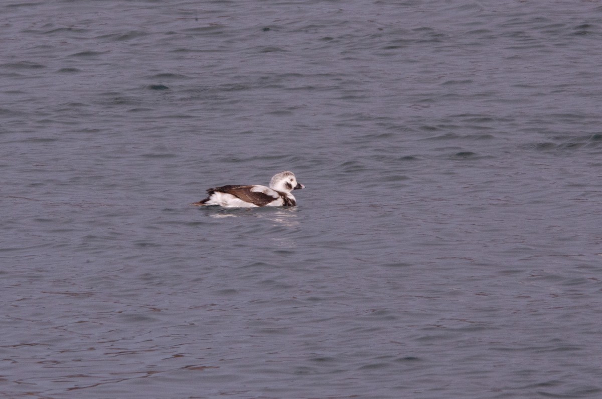 Long-tailed Duck - ML631190637