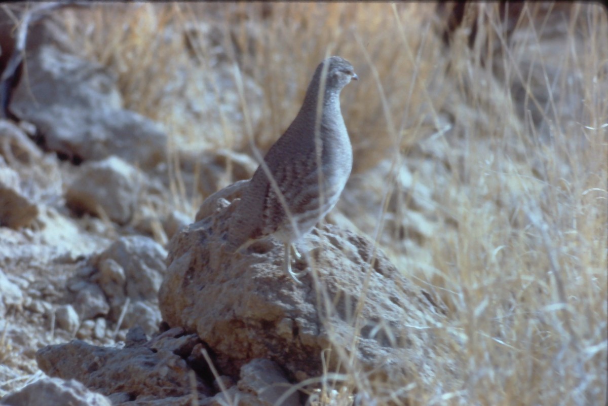 See-see Partridge - ML631190643