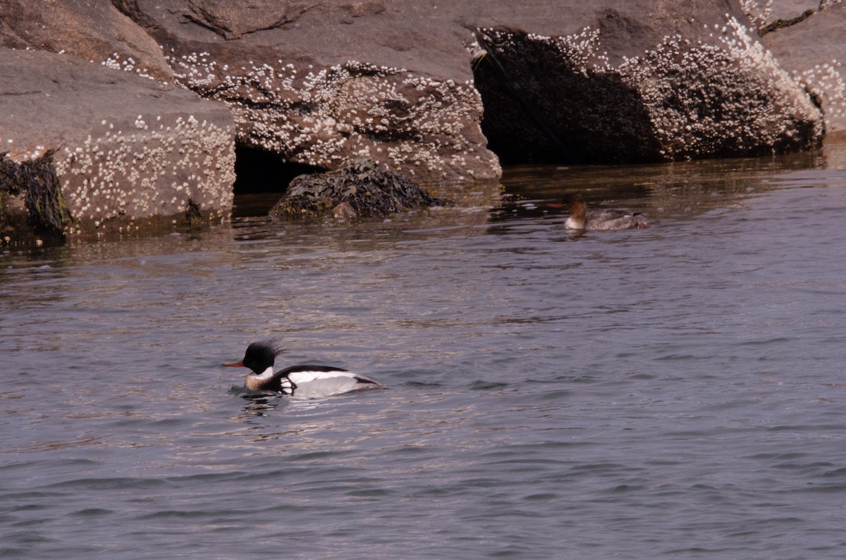 Red-breasted Merganser - ML631190673