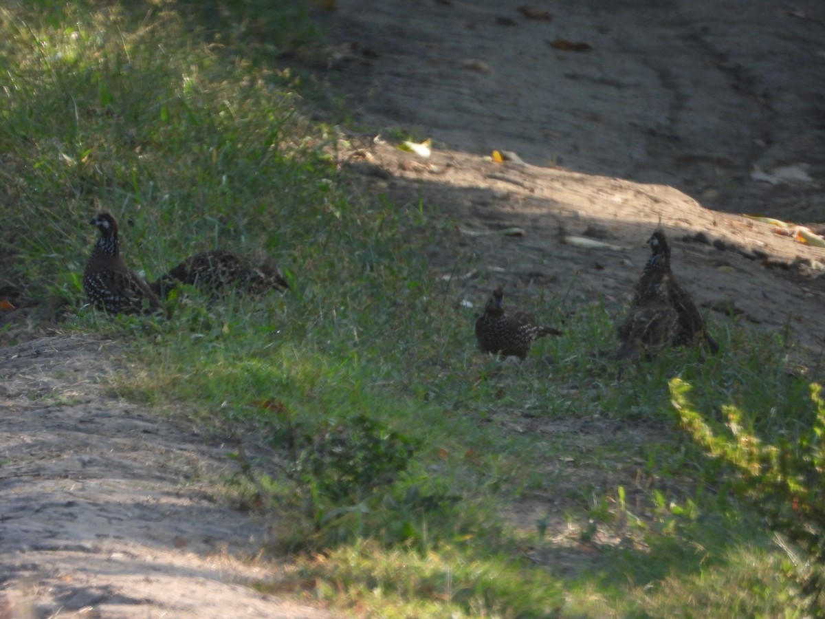 Crested Bobwhite - ML631190704