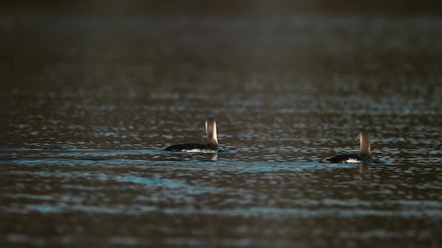 Plongeon catmarin - ML631191235