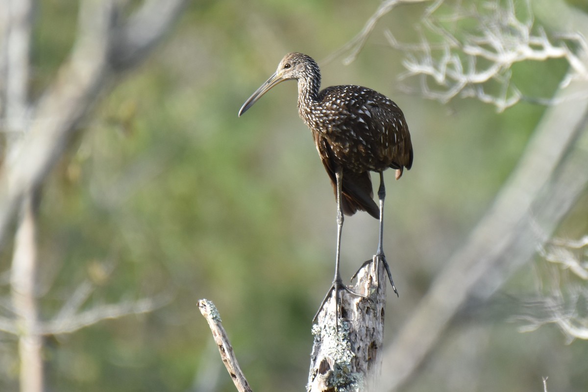 Limpkin - ML631191300