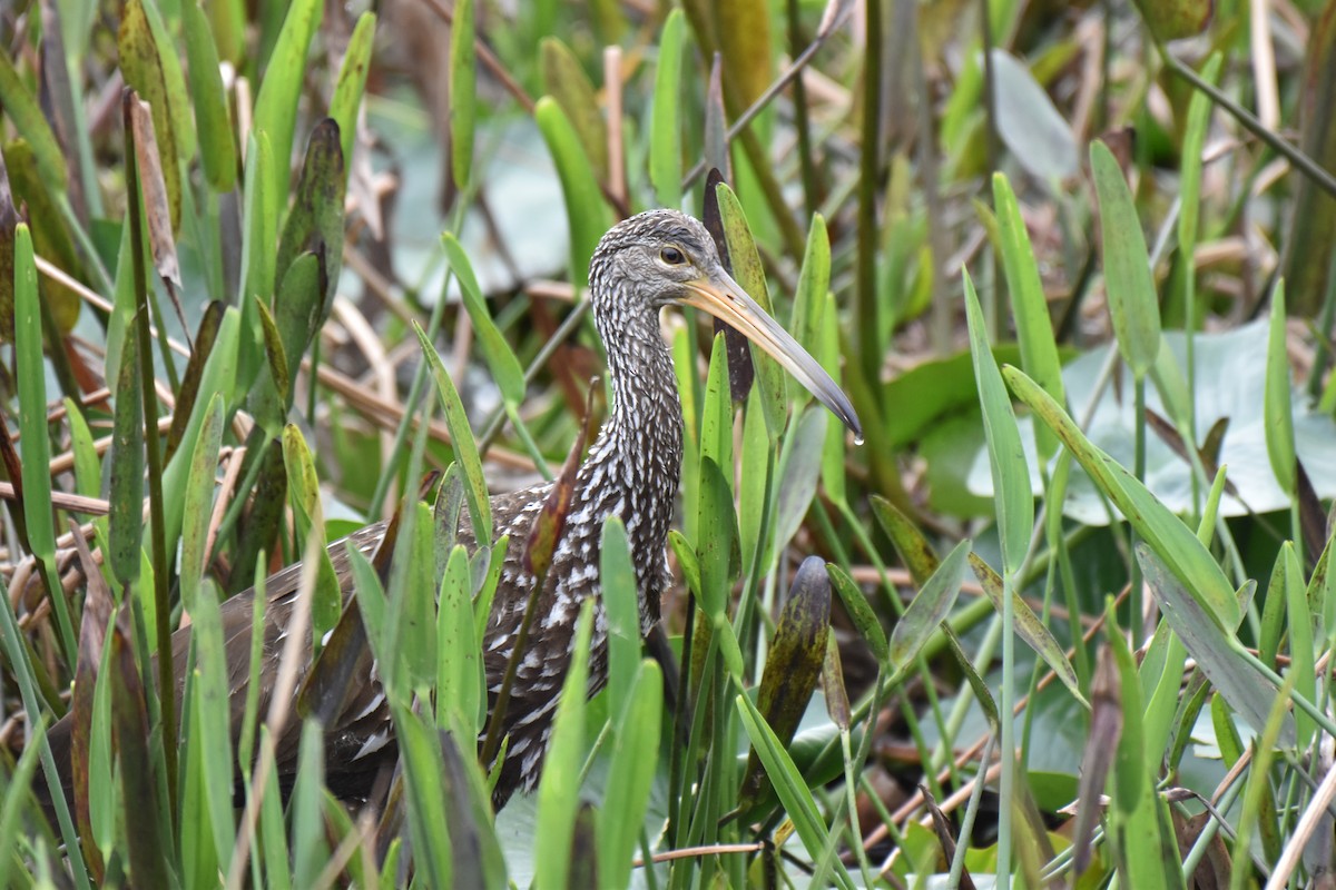 Limpkin - ML631191314