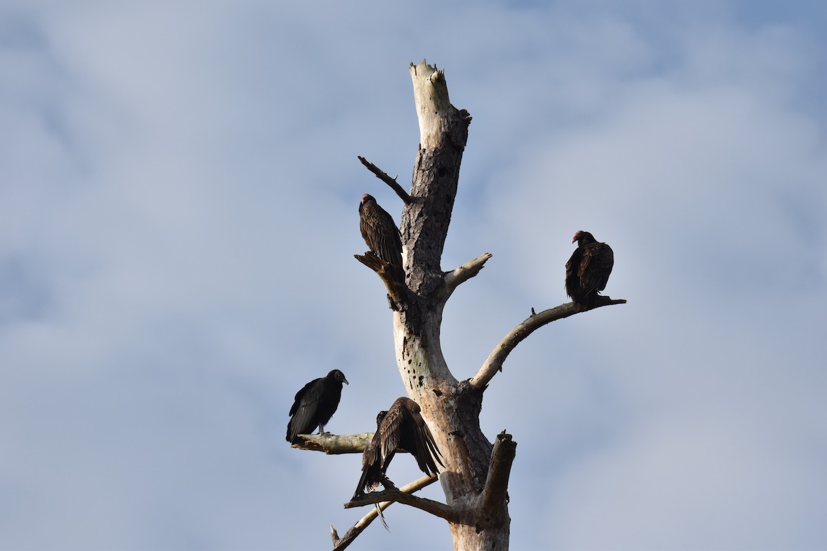 Turkey Vulture - ML631191428