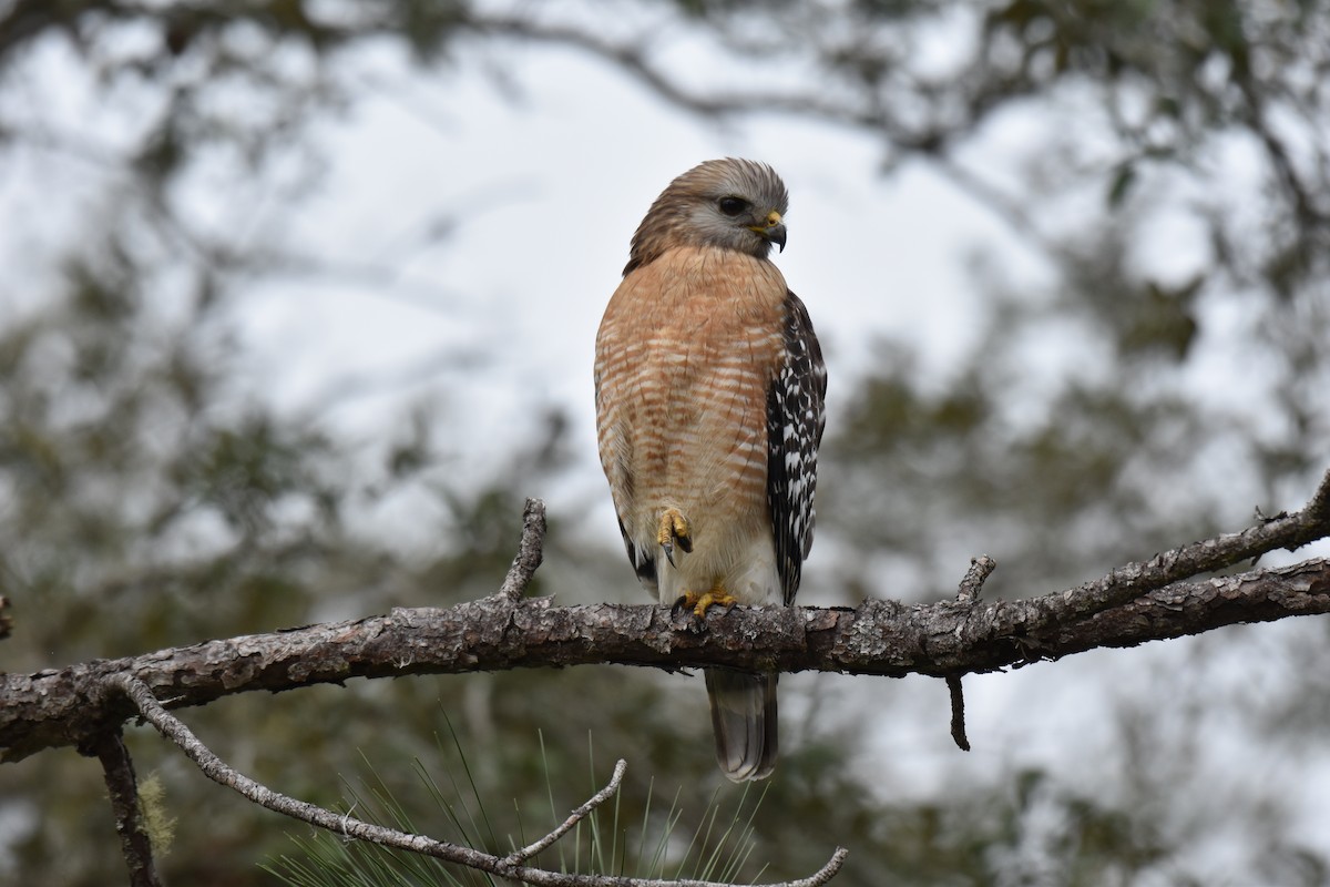 Red-shouldered Hawk - ML631191500