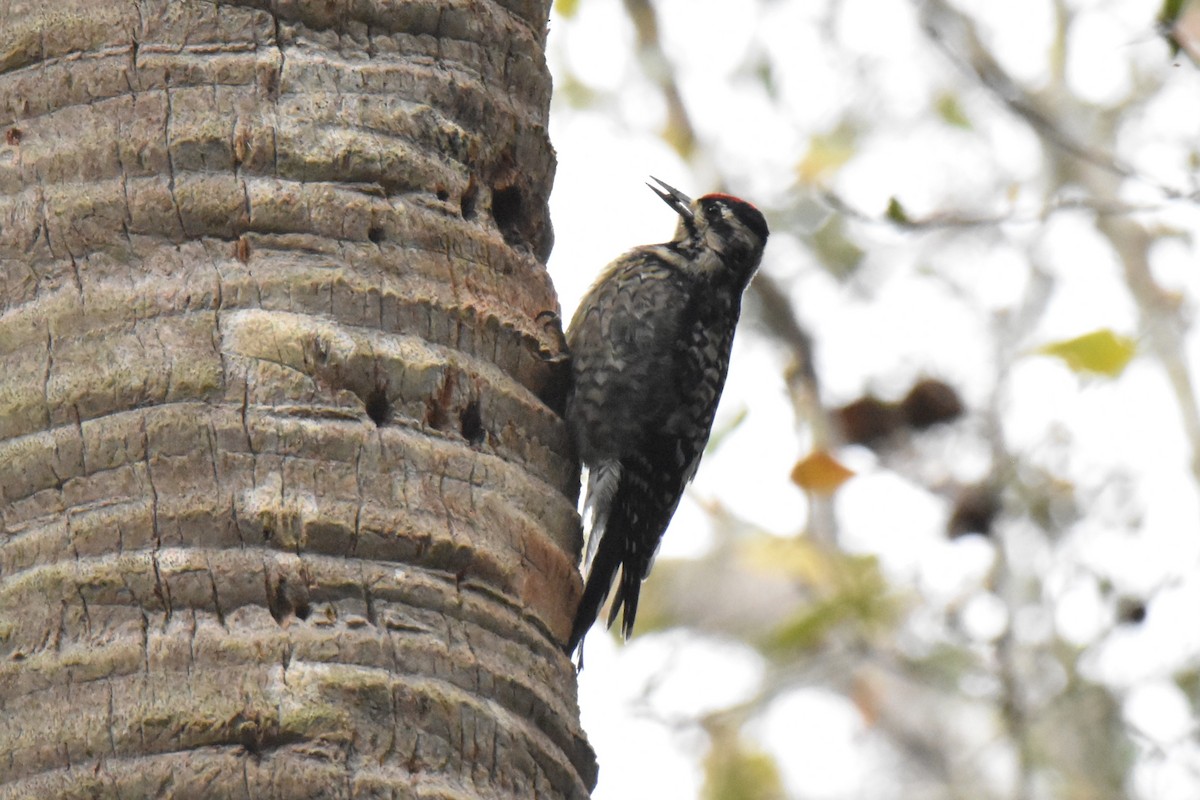 Yellow-bellied Sapsucker - ML631191532