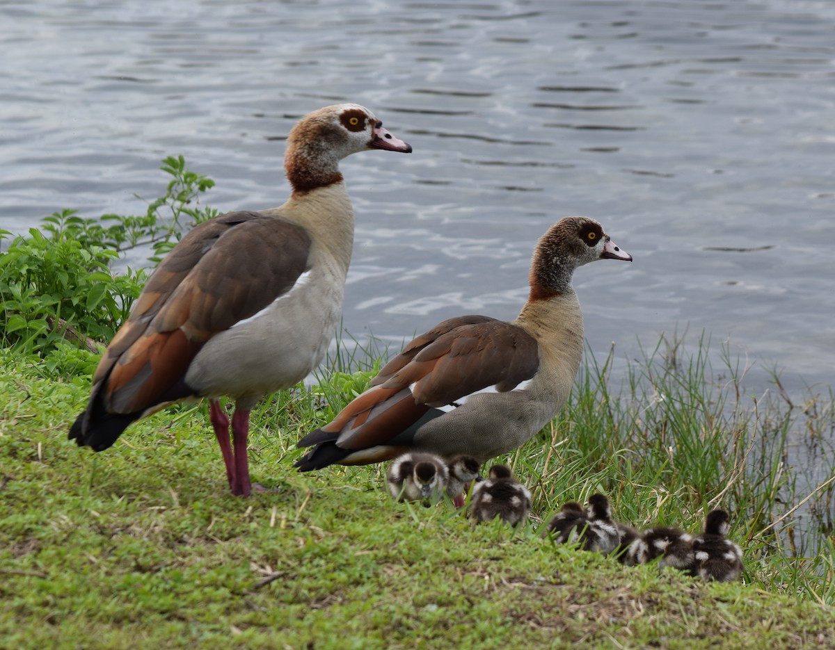 Egyptian Goose - ML631191541