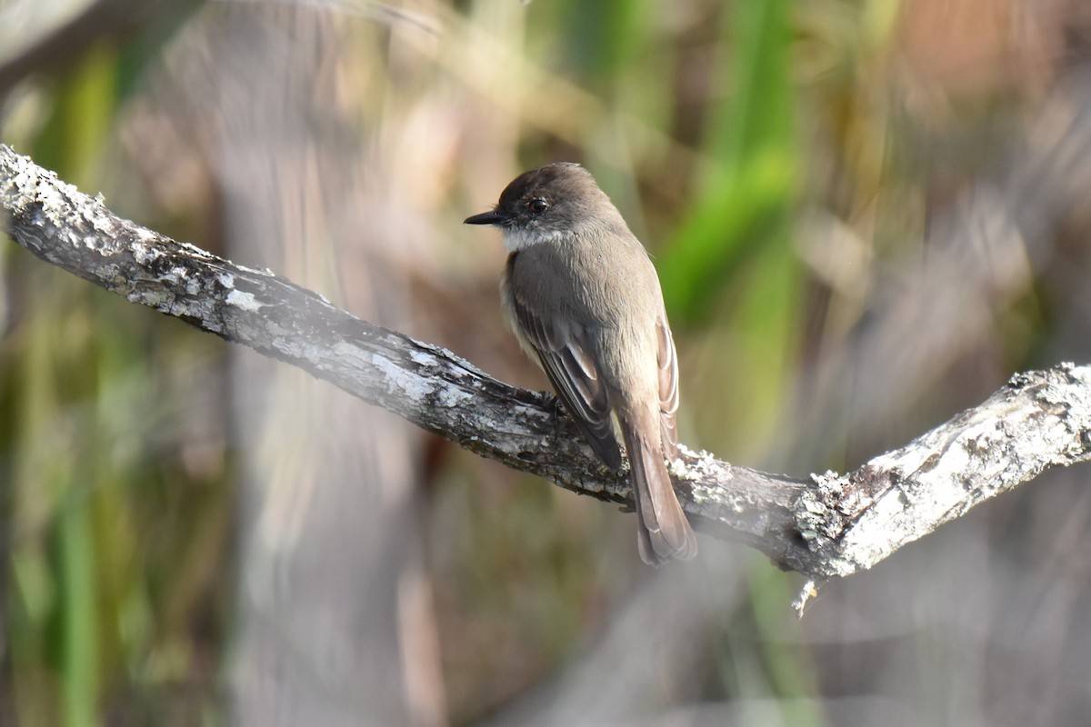 Eastern Phoebe - ML631191559