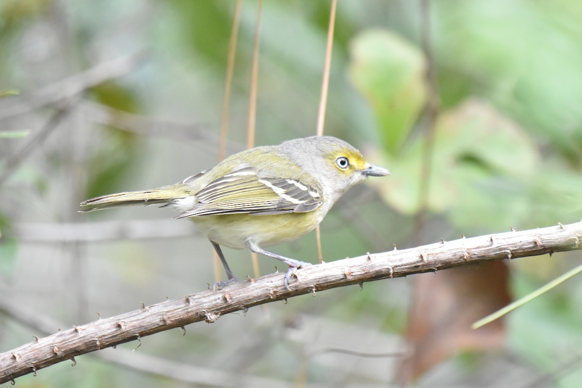 White-eyed Vireo - ML631191572