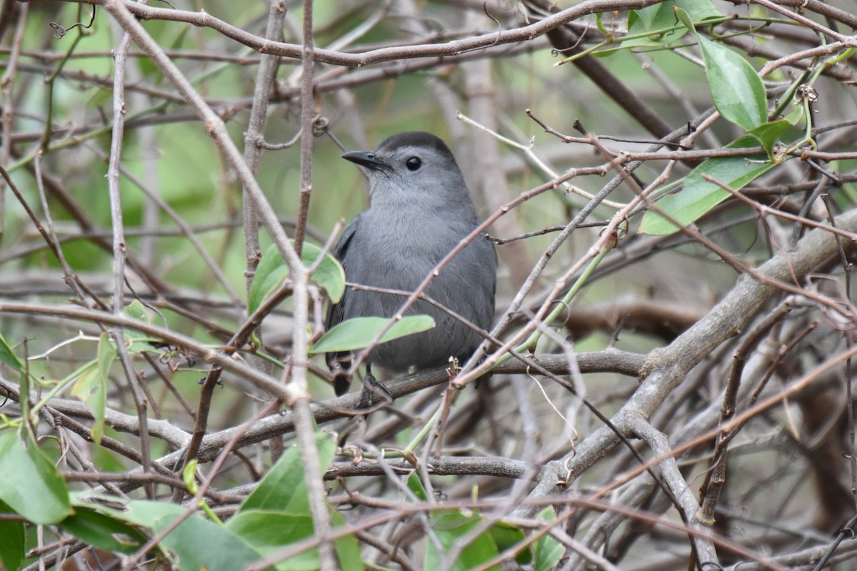 Gray Catbird - ML631191578